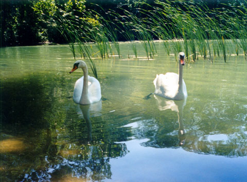 Cignoj sur lago en Mazurio (Elzbieta Frenszkowska)